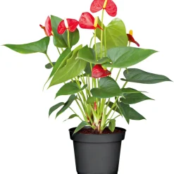 PlantiflorFlamingo-Blume Pink T14