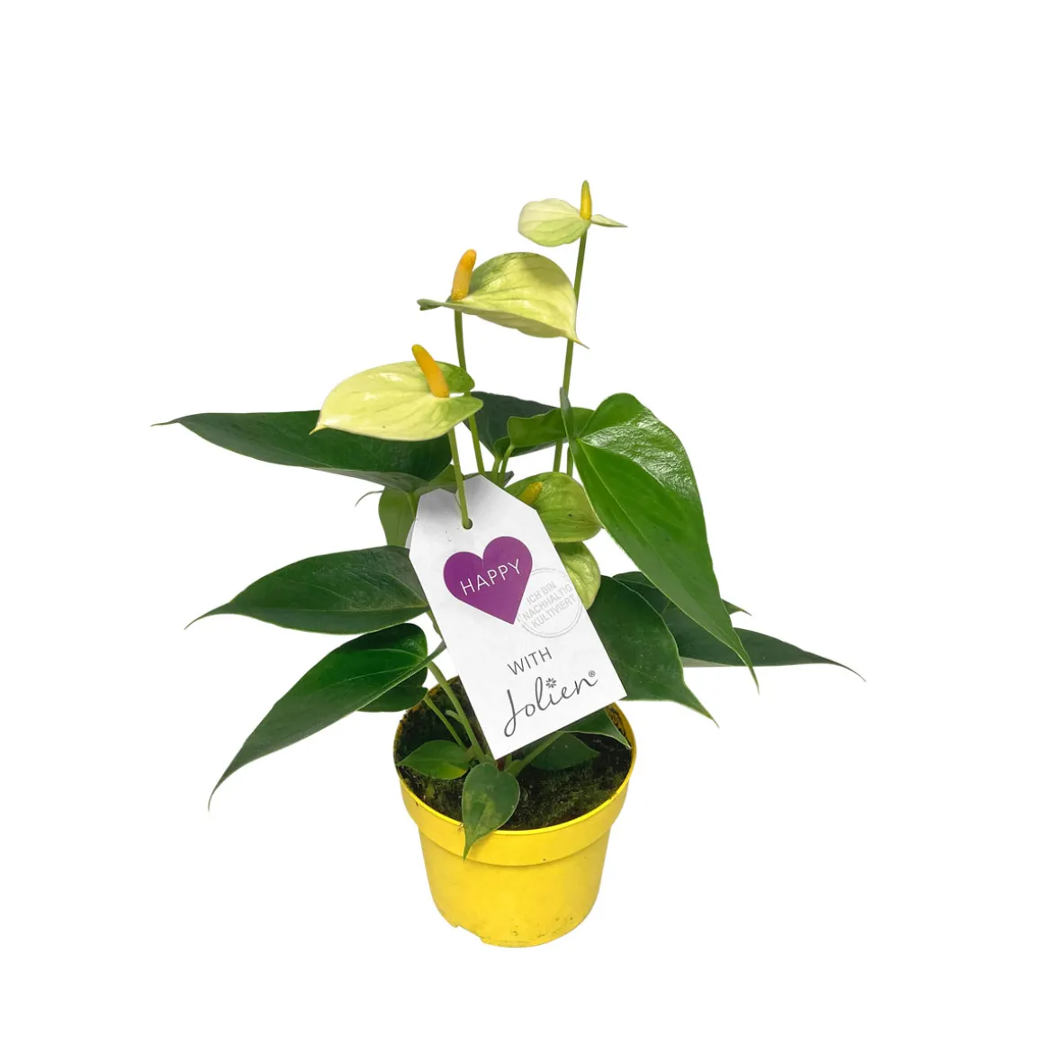 PlantiflorFlamingoblume Ton in Ton Topf- Durchmesser 10,5 cm