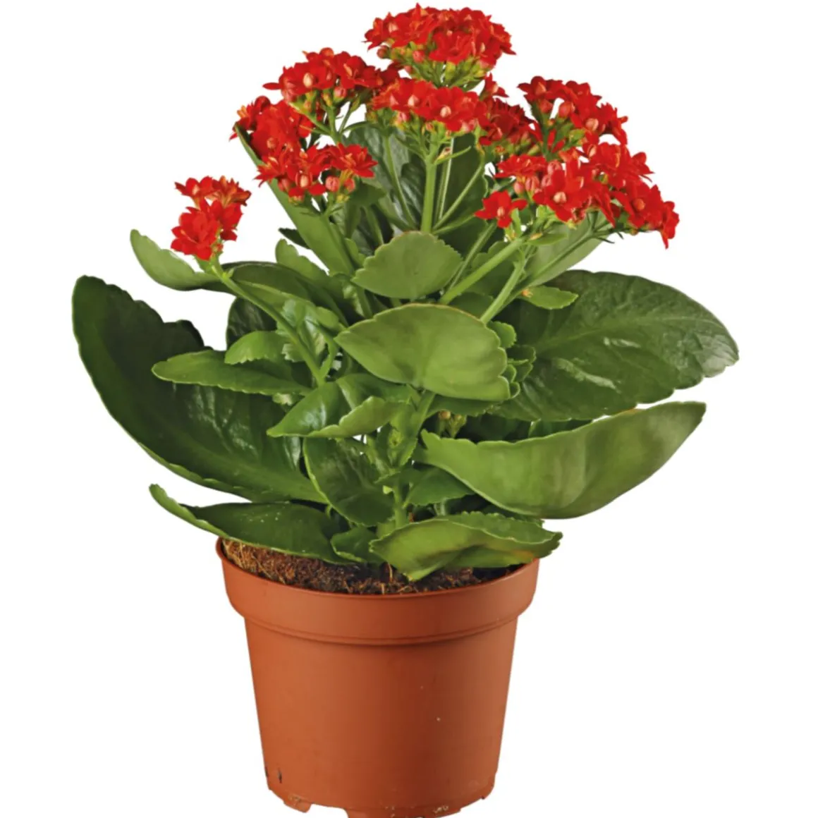 Plantiflor Flammendes Käthchen Calandiva T11