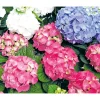 PlantiflorGartenhortensie Macrophylla Topf- Durchmesser 17 cm