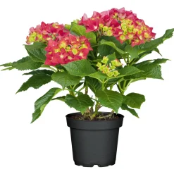 PlantiflorGartenhortensie Macrophylla Topf- Durchmesser 17 cm