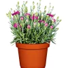 PlantiflorGarten-Nelke Topf Durchmesser 12 cm