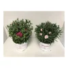PlantiflorGartennelke verschiedene Farben T17