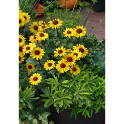 Plantiflor Garten-Sonnenauge C3