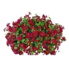 PlantiflorGeranie hängend im Topf Durchmesser 10,5 cm