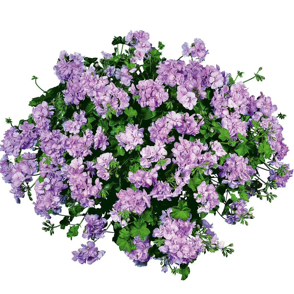 PlantiflorGeranie hängend im Topf Durchmesser 10,5 cm