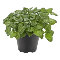 PlantiflorGourmetkräuter Melisse im Topf Durchmesser 12 cm