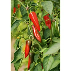 Plantiflor Gourmet Türkische Gewürzpaprika Sumher F1 rot T11