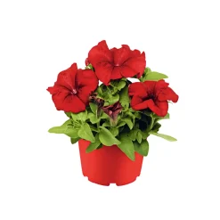 PlantiflorGroßblumige Petunie verschiedene Farben Topf Durchmesser 10,5 cm