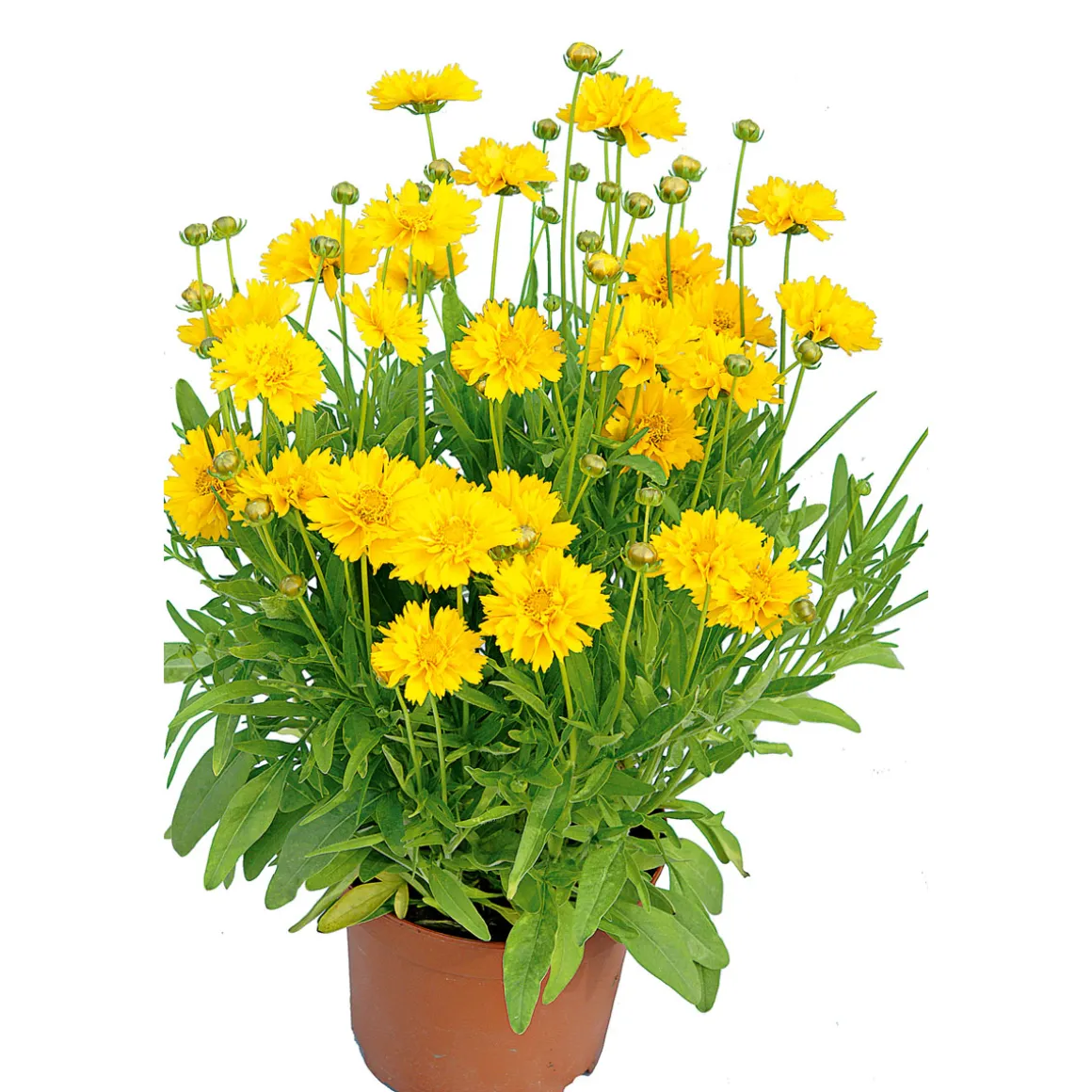 Plantiflor Großblumiges Mädchenauge P19