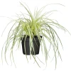 PlantiflorGräser Sortiment T19
