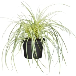 PlantiflorGräser Sortiment T19
