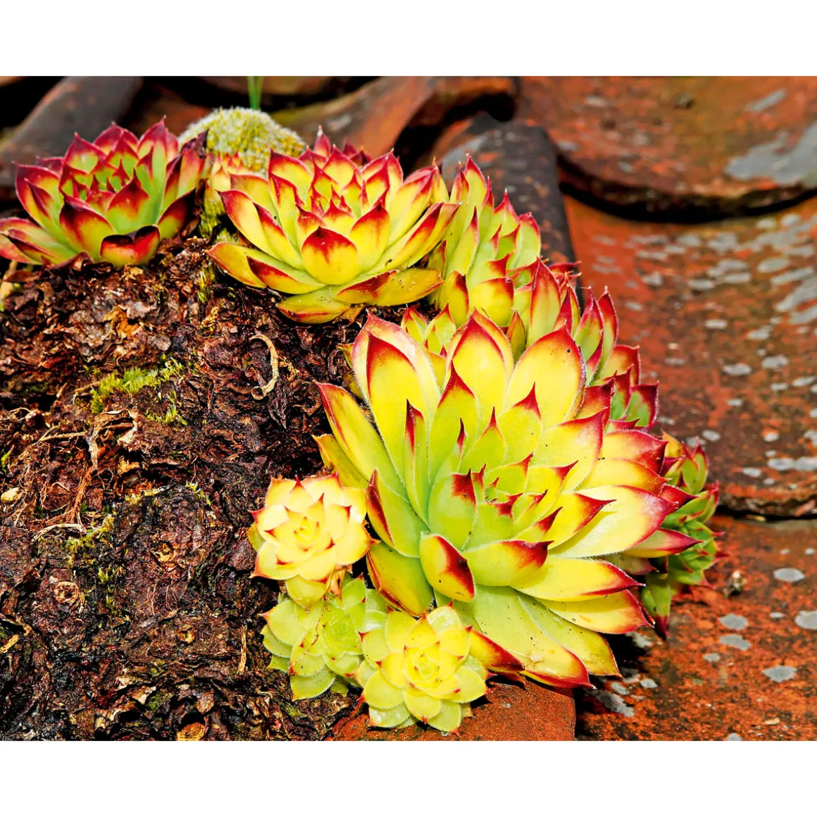 PlantiflorHauswurz Topf-Ø 10,5 cm