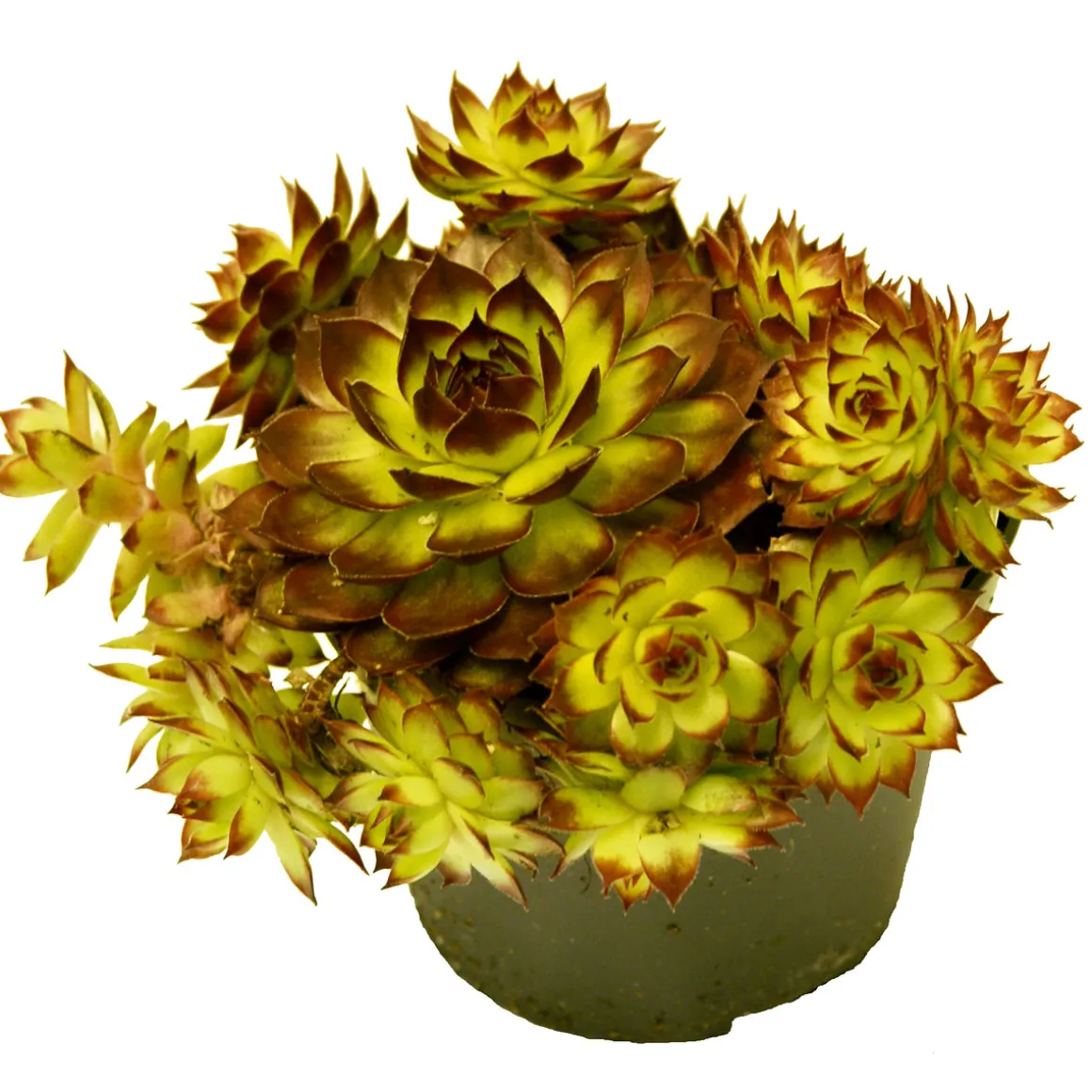 PlantiflorHauswurz Topf-Ø 10,5 cm