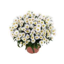 PlantiflorHerbst-Aster Topf Durchmesser 11 cm