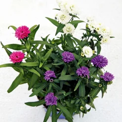 PlantiflorHerbstaster Trio Topf Durchmesser 13 cm
