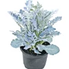 Plantiflor Herbstpflanzen Silberner Herbst 6er-Pack