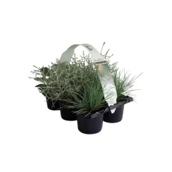 Plantiflor Herbstpflanzen Silberner Herbst 6er-Pack