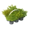 PlantiflorHerbsttray 6er-Pack Topf Durchmesser 9 cm