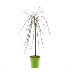 Plantiflor Hängekätzchenweide Topf Durchmesser 17 cm
