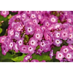 Plantiflor Hohe Flammenblume Topf- Durchmesser 19 cm