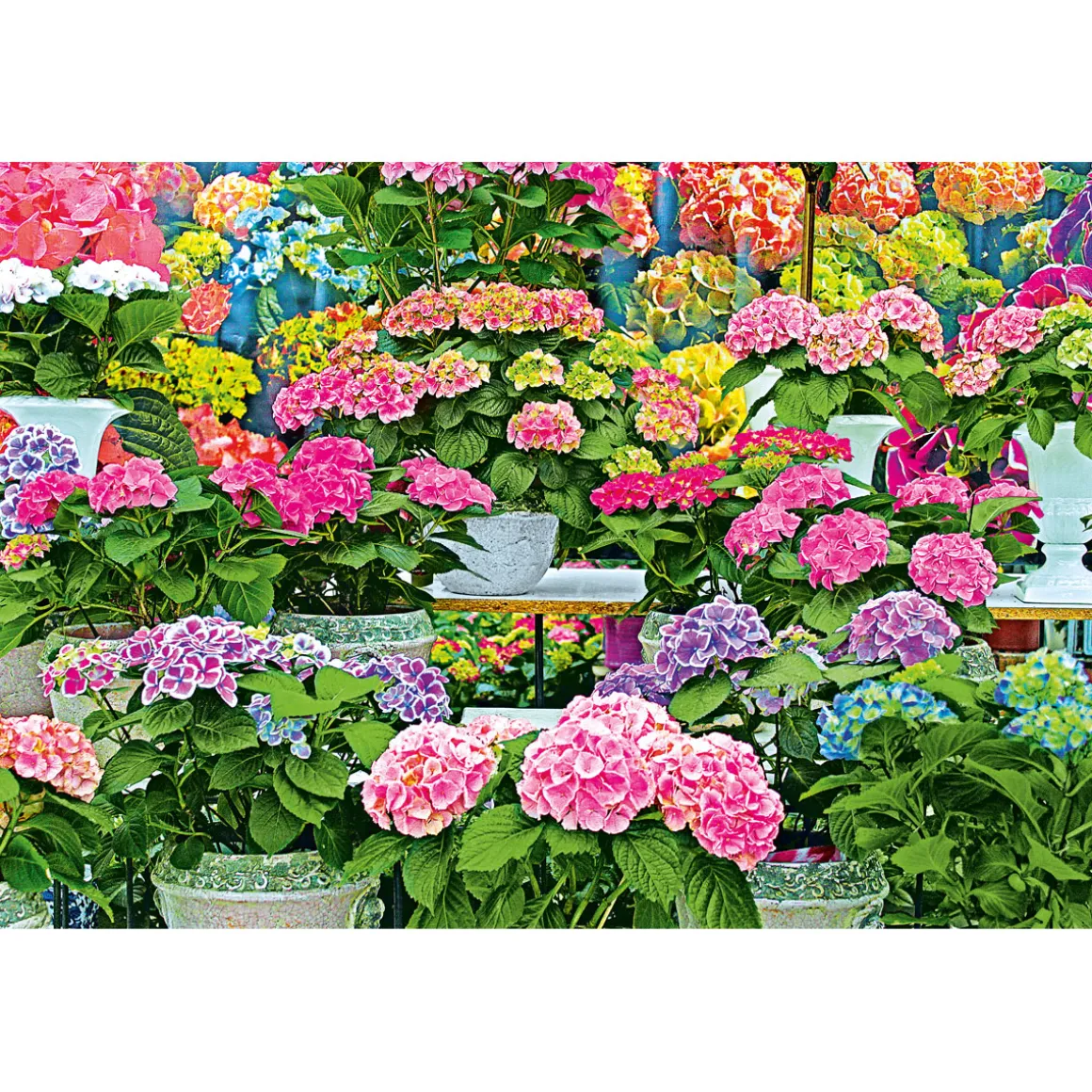 PlantiflorHortensie Magical Four Seasons Topf Durchmesser 23 cm