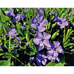 PlantiflorImmergrün Topf Dm 9,5 cm