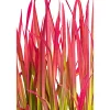 PlantiflorJapanisches Blutgras Red Baron Topf Durchmesser 19 cm