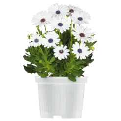 PlantiflorKapkörbchen verschiedene Farben im Topf Durchmesser 10,5 cm