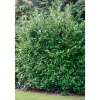 PlantiflorKirschlorbeer Novita 80-100 cm