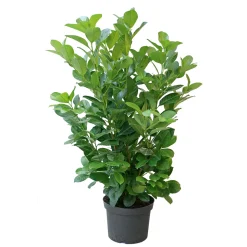 PlantiflorKirschlorbeer Novita 80-100 cm