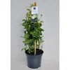 PlantiflorKletterrose weiß Topf 23 cm
