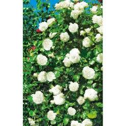 PlantiflorKletterrose weiß Topf 23 cm