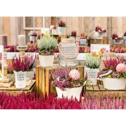 PlantiflorKnospenheide Beauty Ladies Topf Durchmesser 9,5 cm