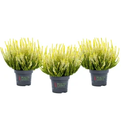 PlantiflorKnospenheide Beauty Ladies Topf Durchmesser 9,5 cm