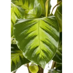PlantiflorKorbmarante Topf 12 cm