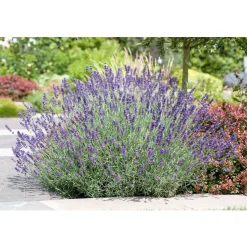 PlantiflorLavendel blaue Blüten Topf Durchmesser 17 cm