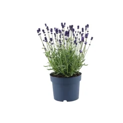 PlantiflorLavendel Munstead Topf- Durchmesser 13 cm