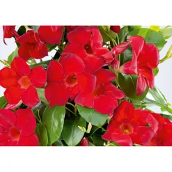 Plantiflor Mandevilla Pyramide Topf Durchmesser 17 cm