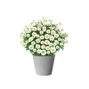 PlantiflorMargeritenbusch weiß im Topf Durchmesser 18 cm