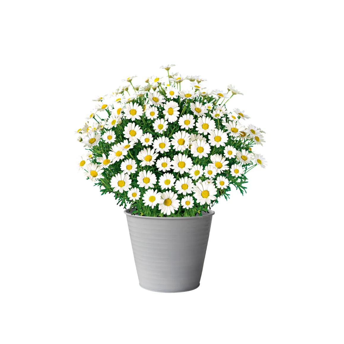 PlantiflorMargeritenbusch weiß im Topf Durchmesser 18 cm