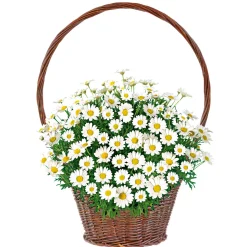 PlantiflorMargeritenbusch weiß im Topf Durchmesser 18 cm