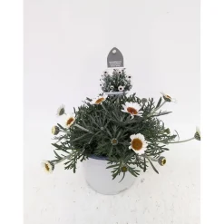 PlantiflorMarokko Margerite African Serie Topf Durchmesser 17 cm
