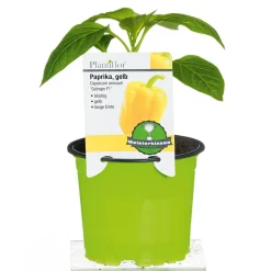 Plantiflor Meisterklasse Paprika gelb Satrapo Topf Durchmesser 11 cm
