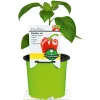 Plantiflor Meisterklasse Paprika rot Savio Topf Durchmesser 11 cm
