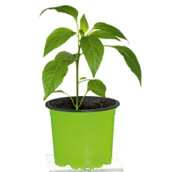 PlantiflorMeisterklasse Peperonie Vulkan Topf Durchmesser 11 cm