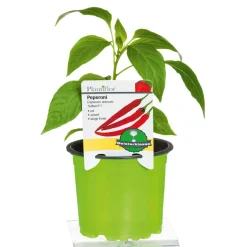 PlantiflorMeisterklasse Peperonie Vulkan Topf Durchmesser 11 cm