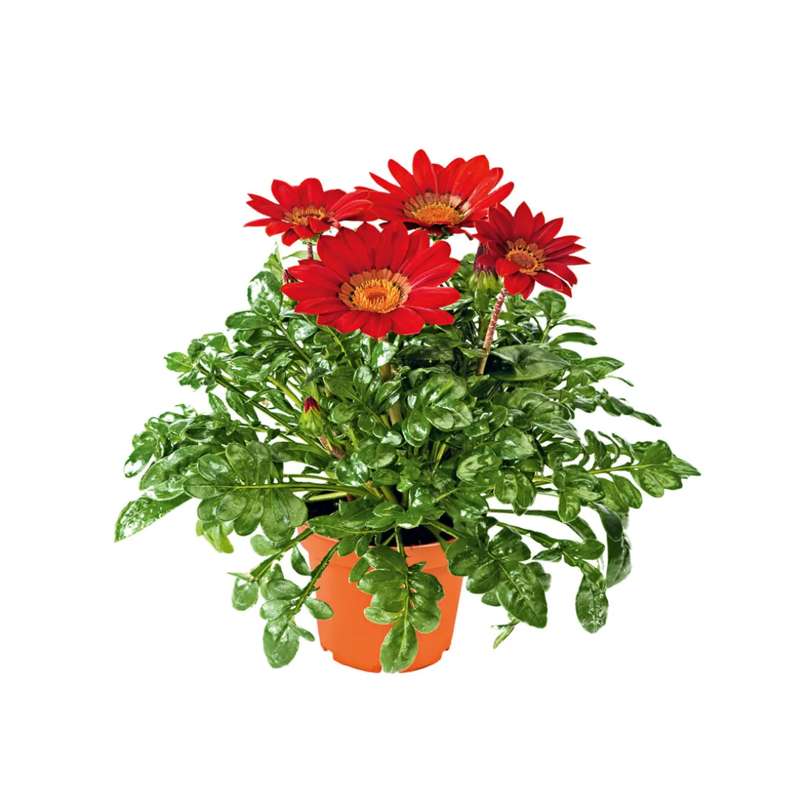 PlantiflorMittagsgold Topf Durchmesser 13 cm