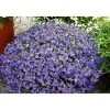 PlantiflorMännertreu Richardii Topf 13 cm
