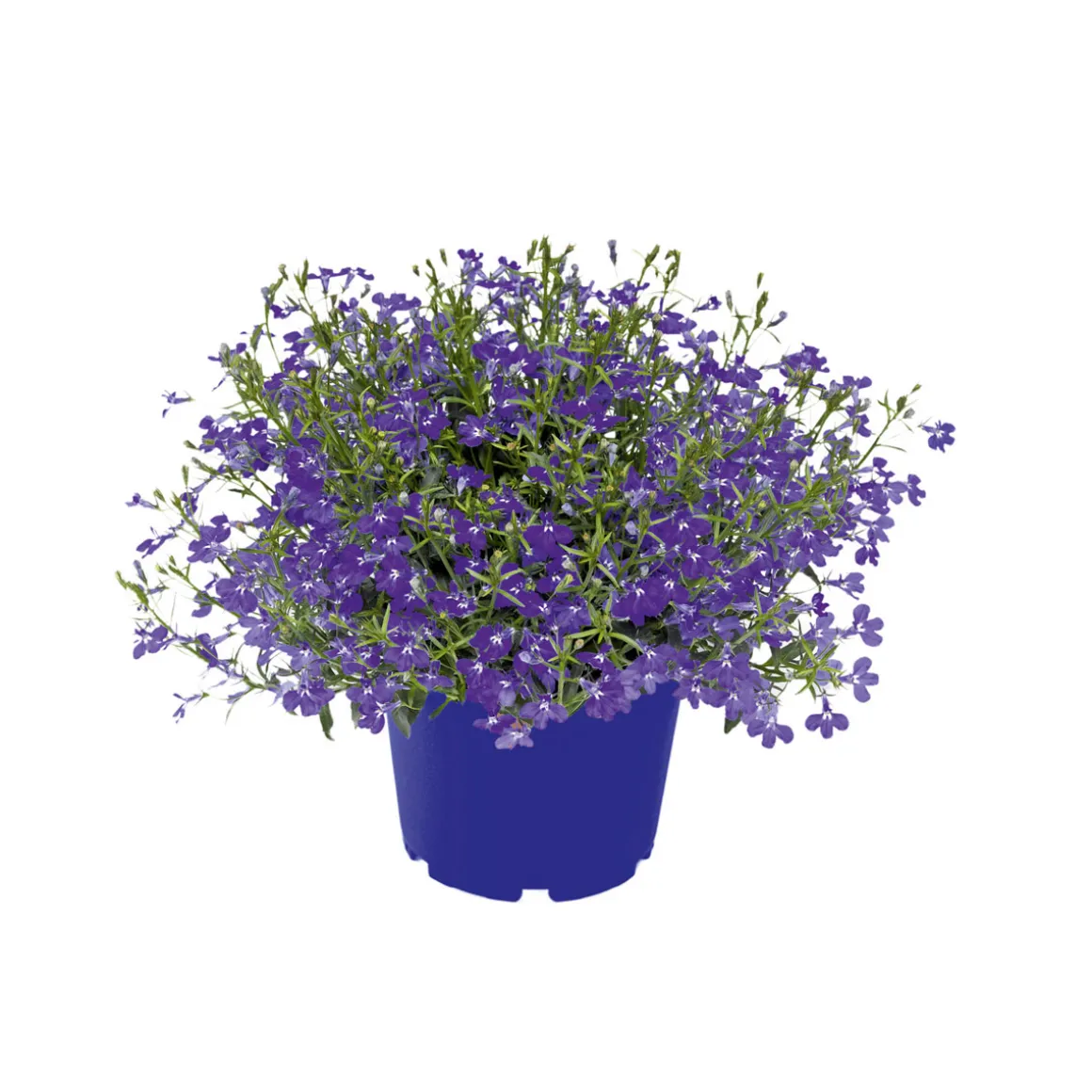 PlantiflorMännertreu Richardii Topf 13 cm